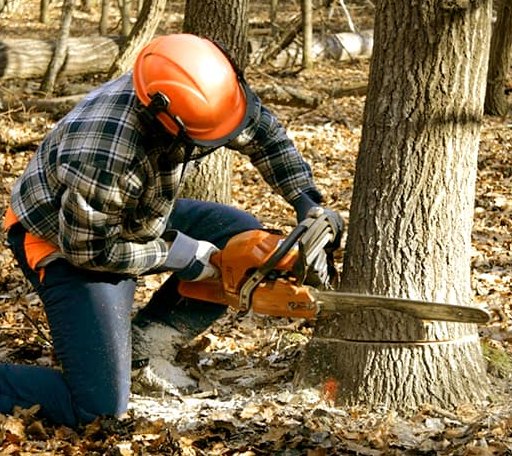 Tree Removal in Nemo, SD